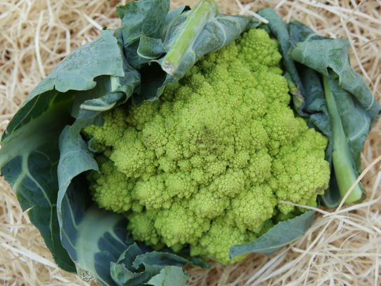 Chou romanesco