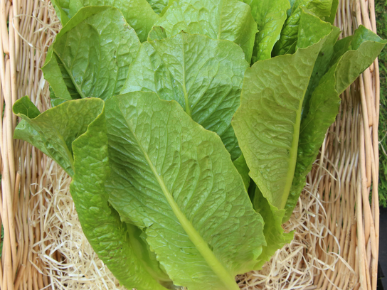 Cœur de Romaine