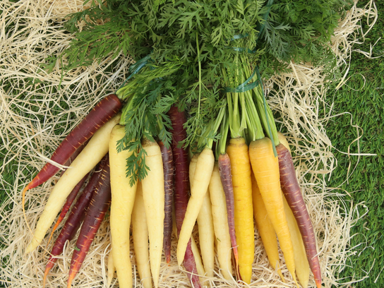 Carottes de couleur