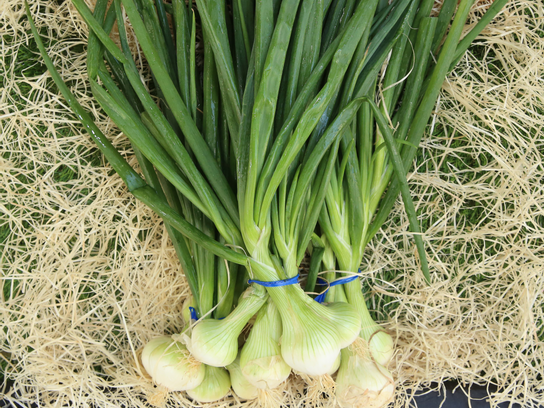 Oignons blancs botte