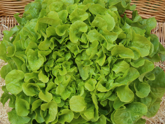 Feuille de chêne verte