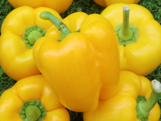 Poivrons jaunes
