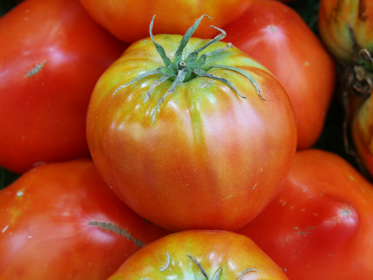 Tomates Cœur de bœuf