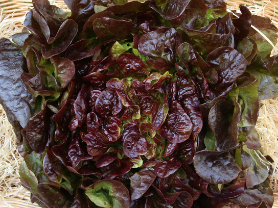Feuille de chêne rouge