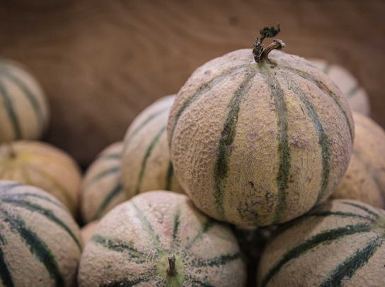 Melon