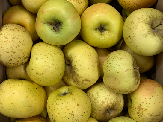 Pomme jaune Désirée