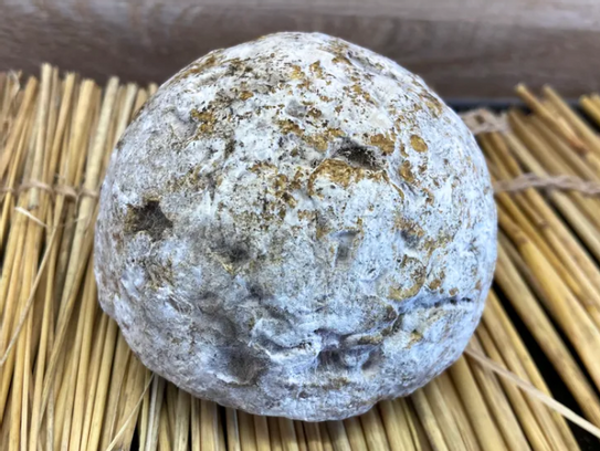 Bourles Roncquoise fermière entier