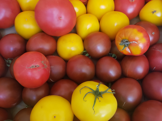 Tomates ancienne bio locale