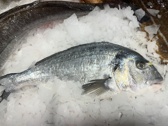 Daurade royale élevage