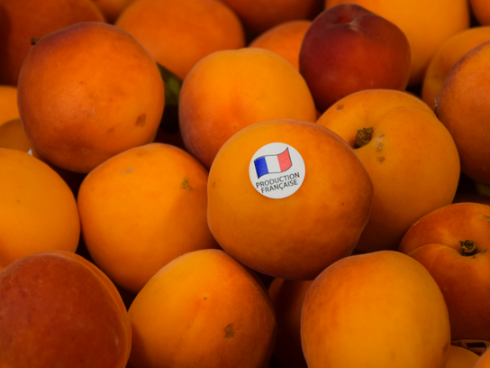 Abricots Extra gros calibre