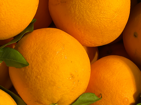 Orange de table ou à Jus