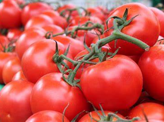Tomate grappe gustative