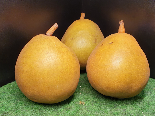 Poire Délice d'Anjou