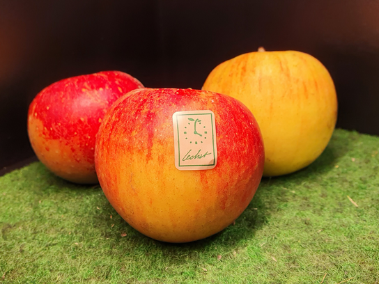 Pomme Jubilé