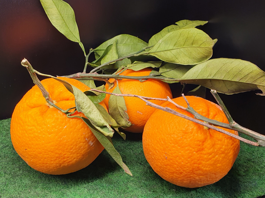 Orange du sicile" Newhall"