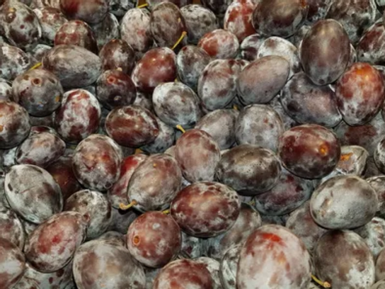Prune Quetsche de Lorraine