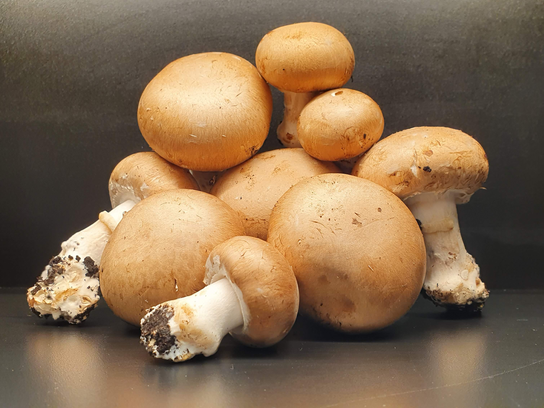 Champignon Blond