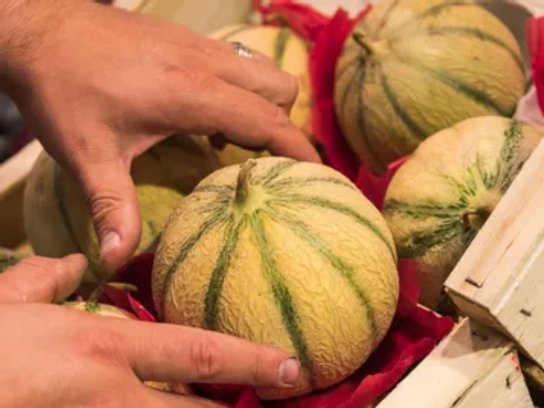 melon "puits d'Amour"
