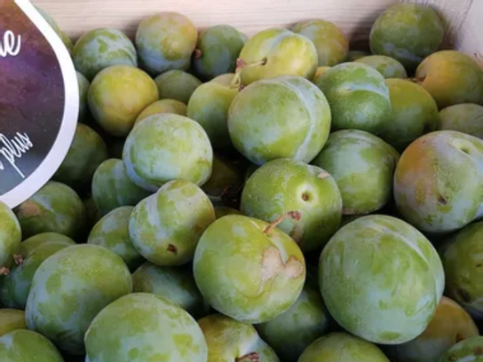 Prune véritable Reine Claude " bavay "