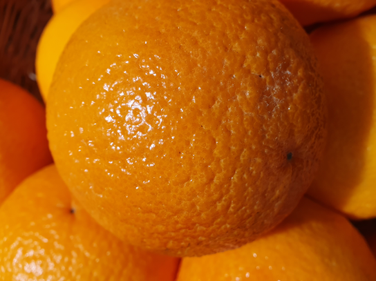 Orange Maltaise