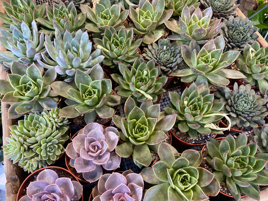 Plante succulente