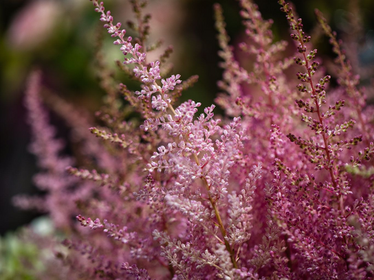 Astilbe claire