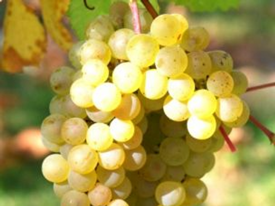 Raisin Chasselat