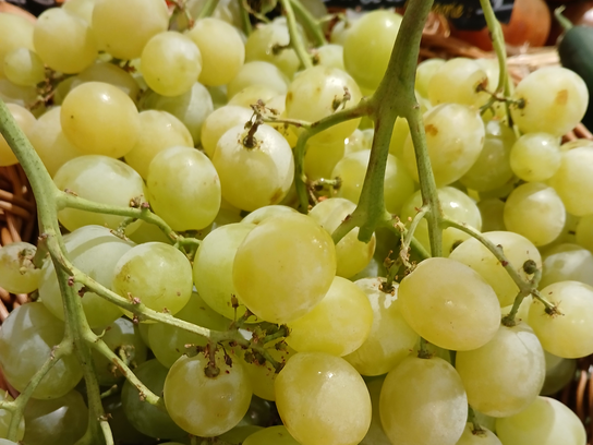 Raisin blanc 'Carolina'