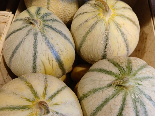 Melon Cal 15