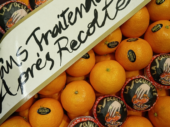 Clémentine Socculente - PROMO