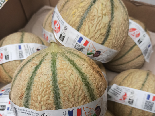Melon Label Rouge Calibre 12