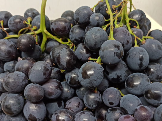 Raisin Muscat
