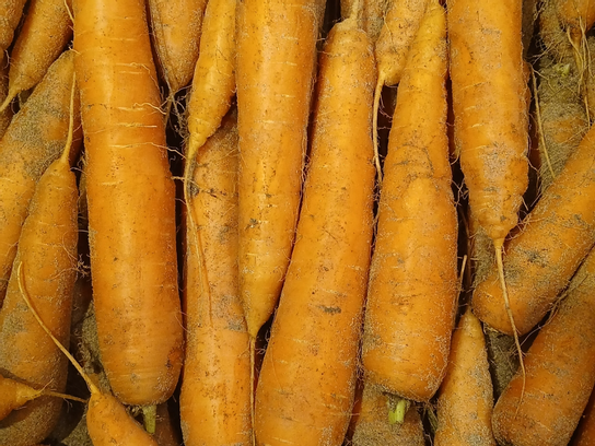 Carotte sable