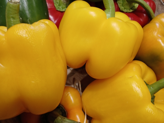 Poivron jaune