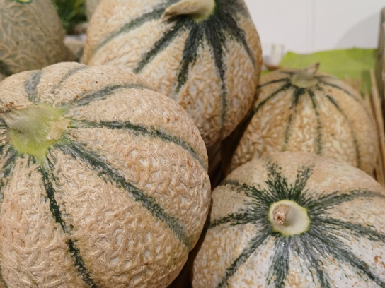 Melon Cantalou cal.15