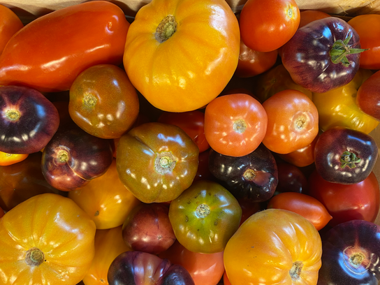 Tomates d'antan multi-couleurs - Cat Extra 500g Env.