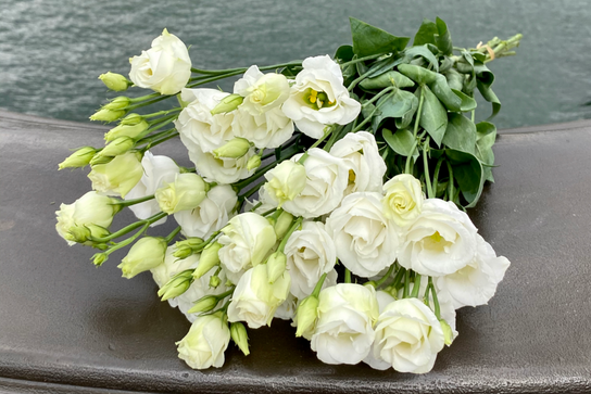 Botte de lisianthus blanc