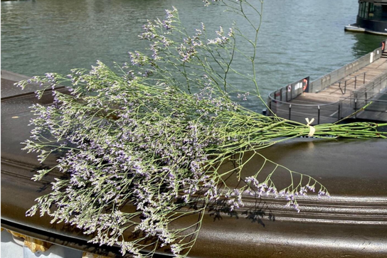 Botte Limonium mauve