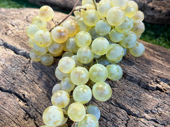 Raisin chasselat