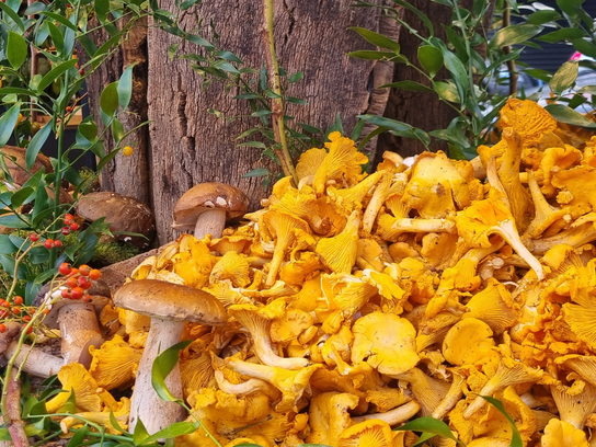 Girolle