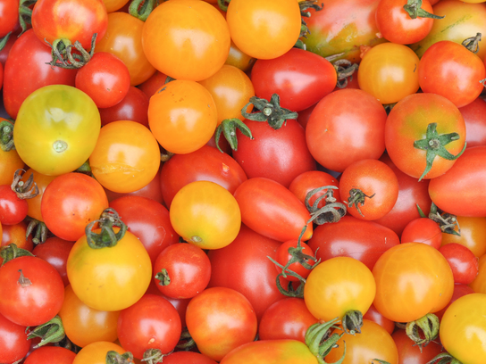 Tomates cerise multicolore