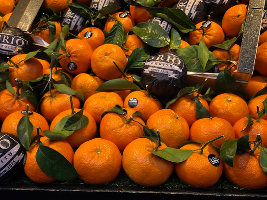 Clementine orri brio