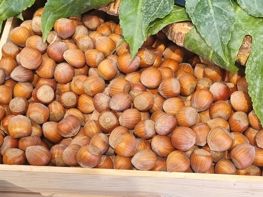 Noisettes fraîches