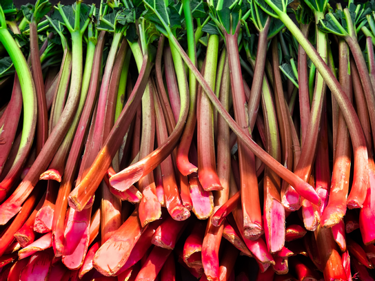 Rhubarbe