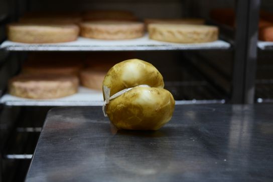 Scamorza di Bufala