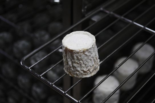 Chabichou du Poitou au lait cru