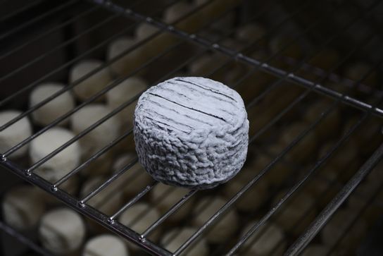 Cabri Cendré moulé à l'Ancienne alit cru