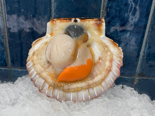 Coquilles Saint-Jacques x6