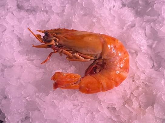 Crevettes Géante