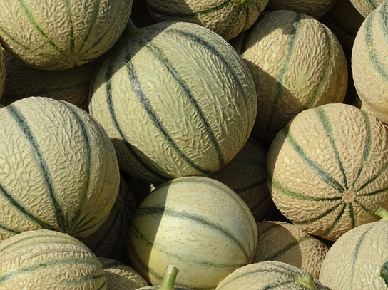 Melon